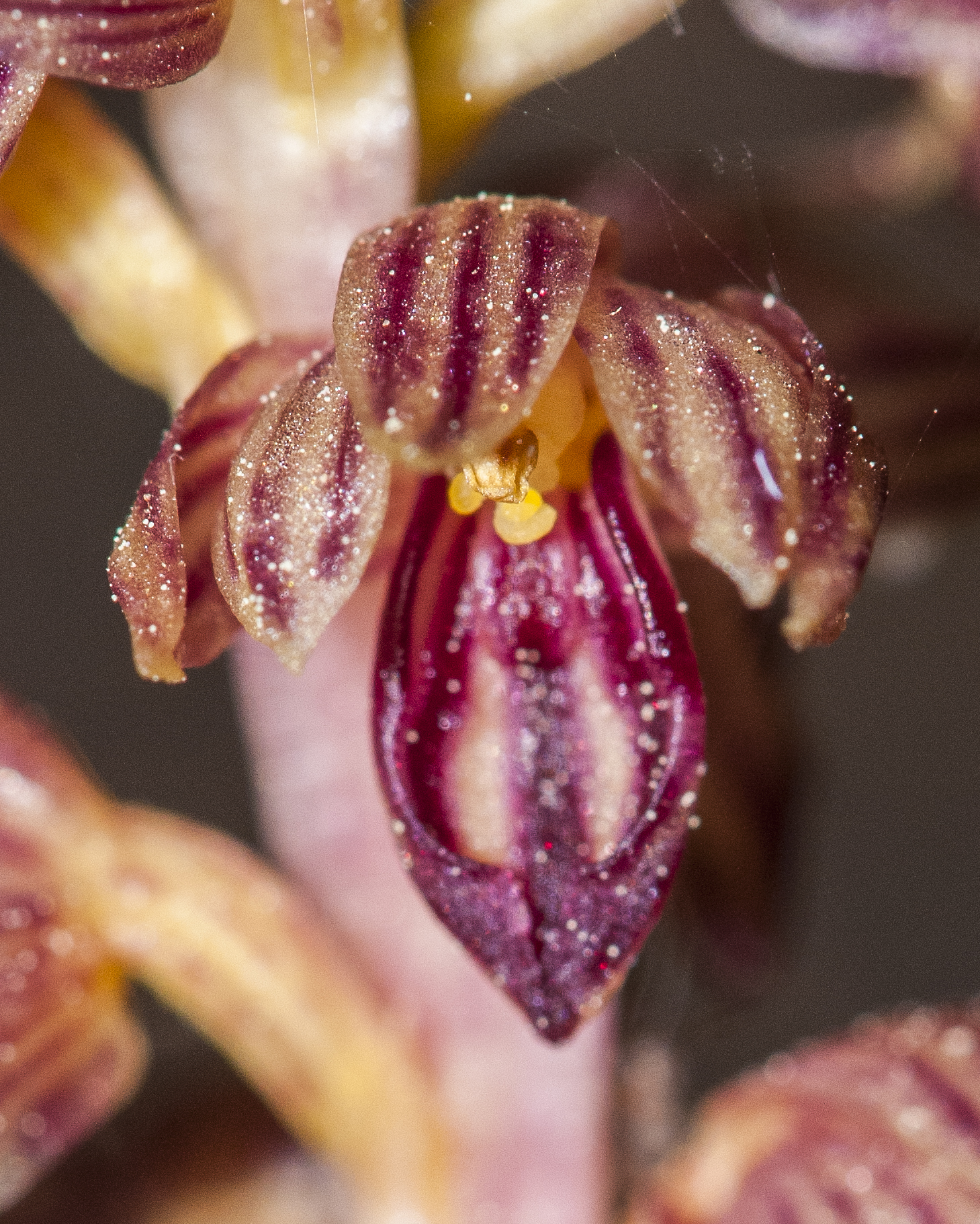 Striped Coral Root Flower