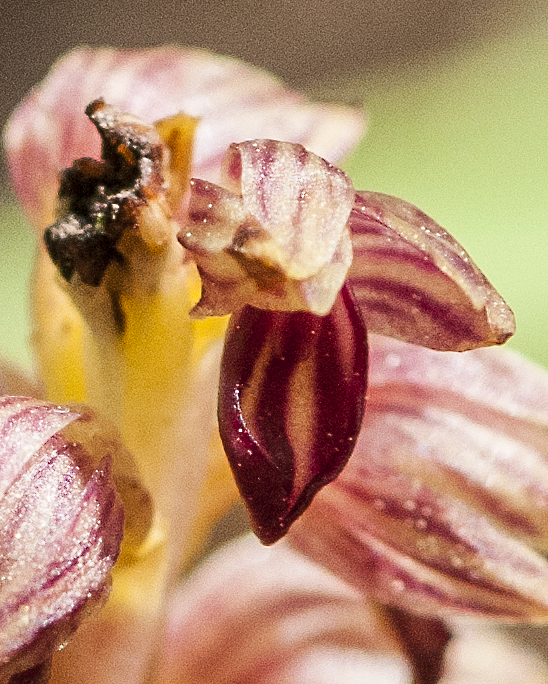 Striped Coral Root Flower