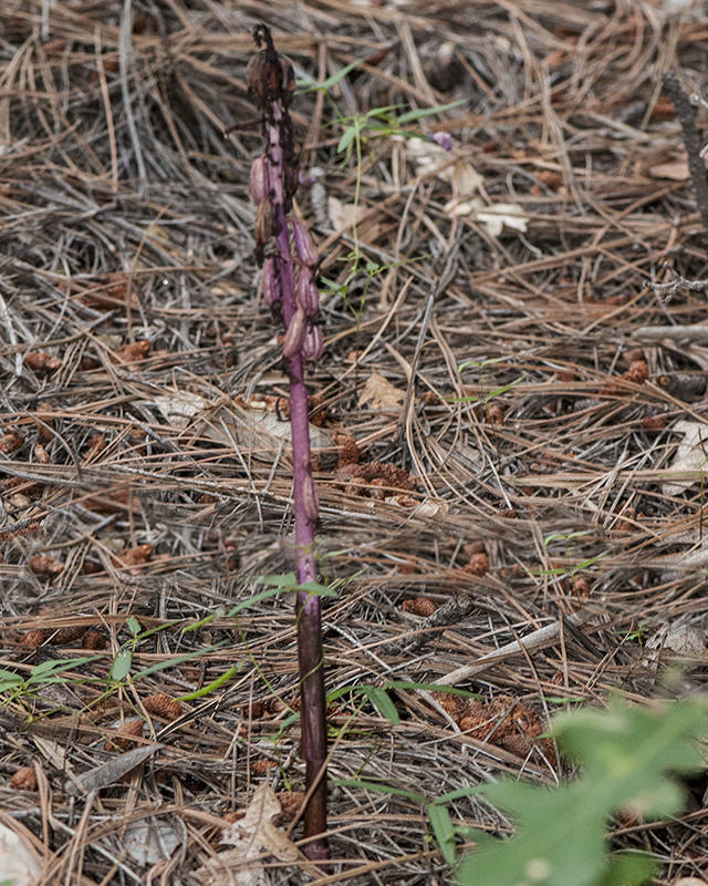 Striped Coral Root Plant