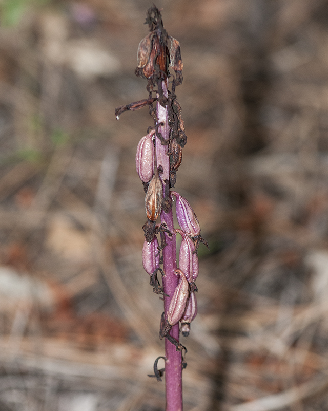 Striped Coral Root Stem