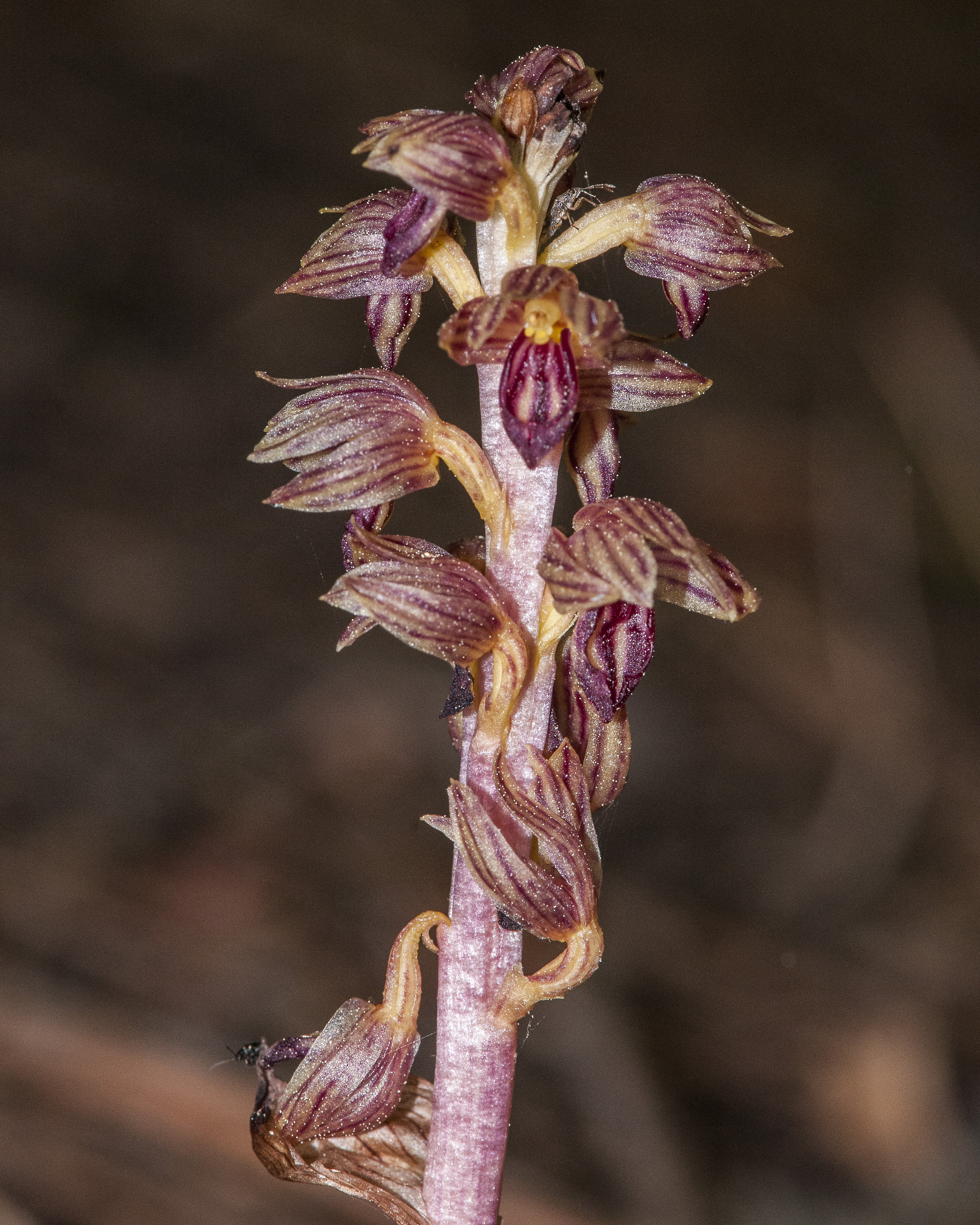Striped Coral Root Stem