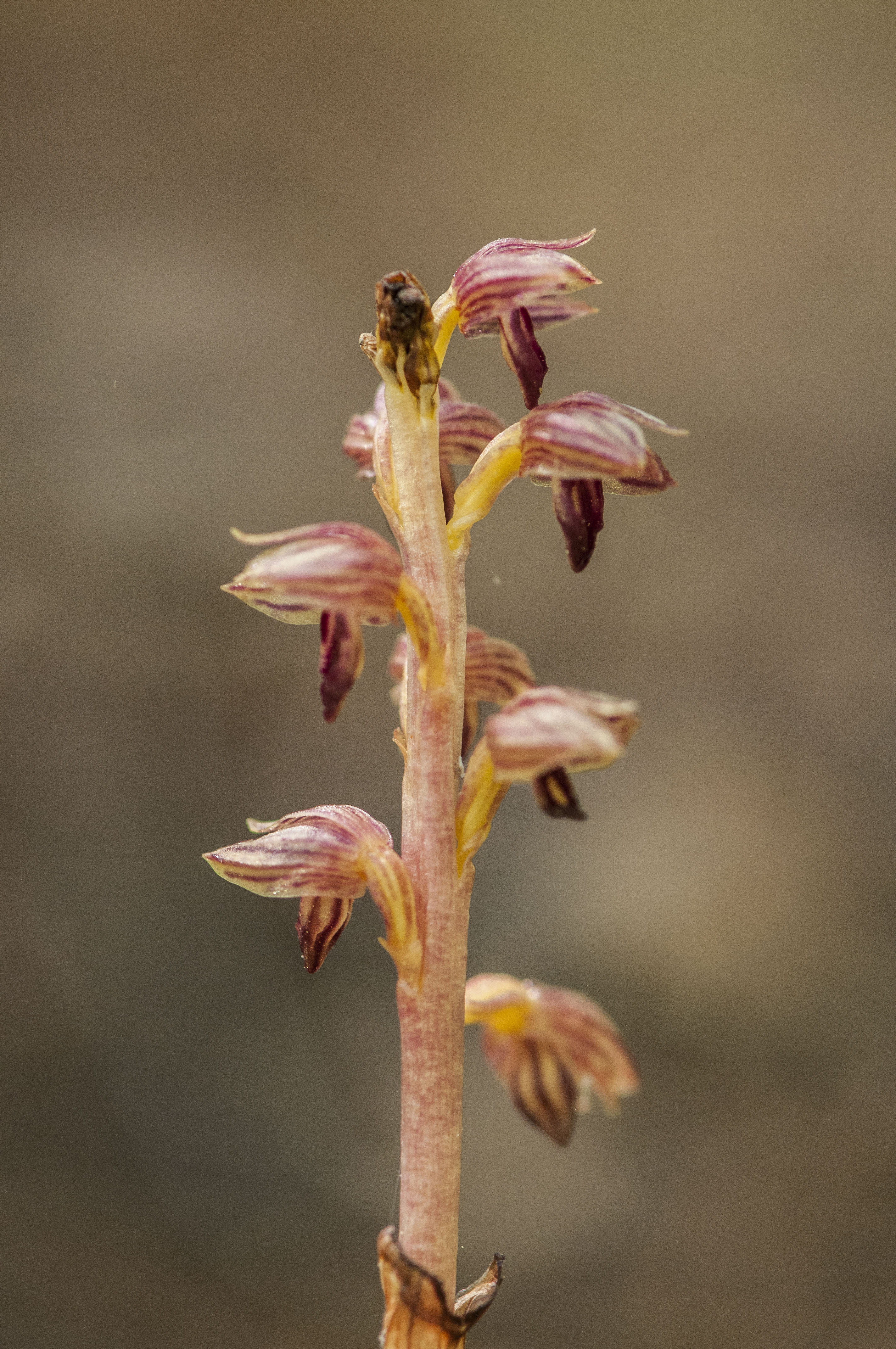 Striped Coral Root Stem