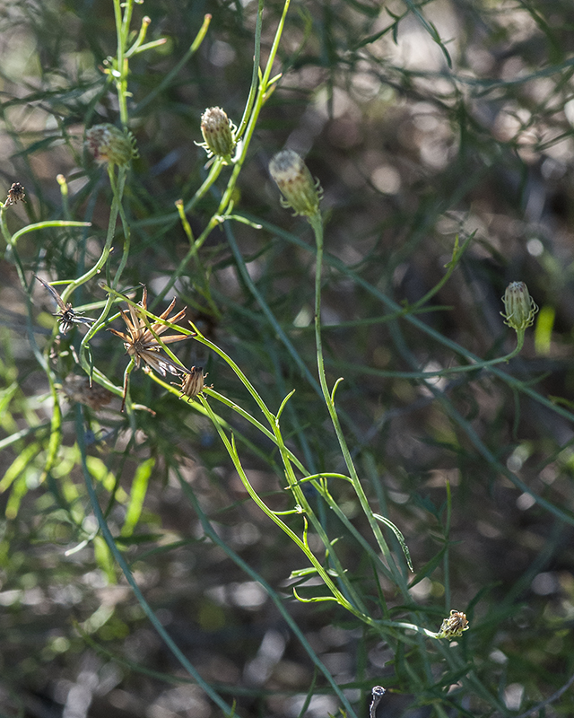 Sweetbush Stem