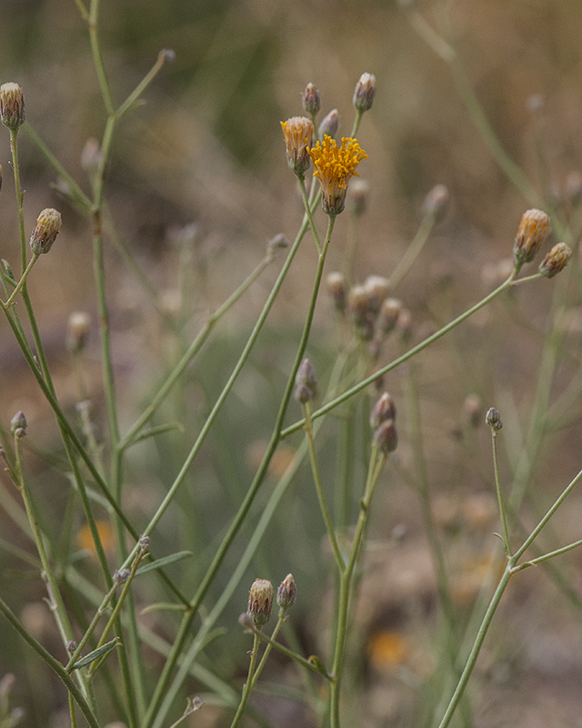Sweetbush Stem