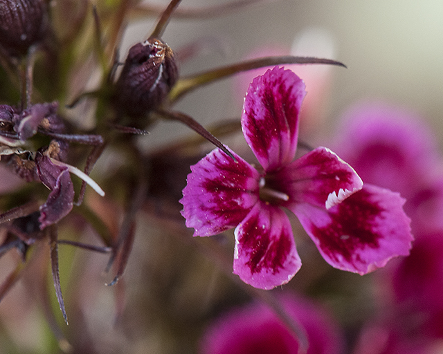 Sweet William Flower