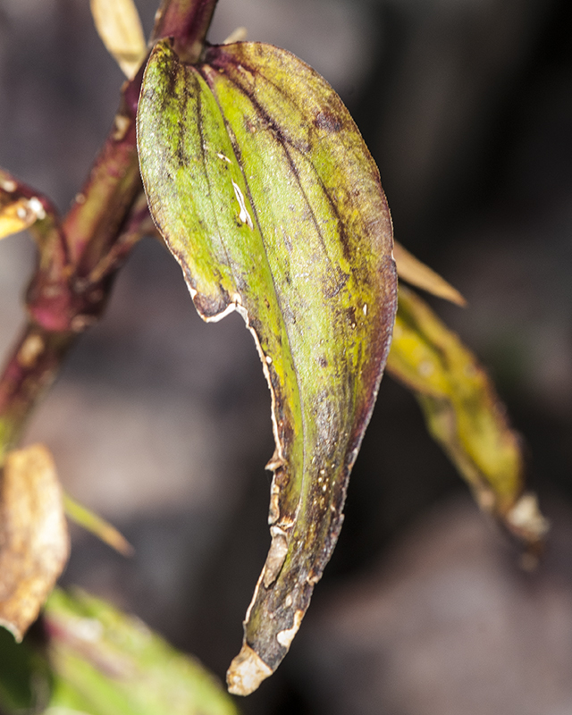 Sweet William Leaves