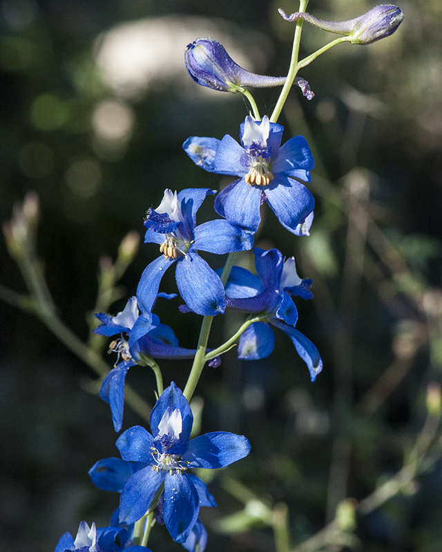 Tall Mountain Larkspur