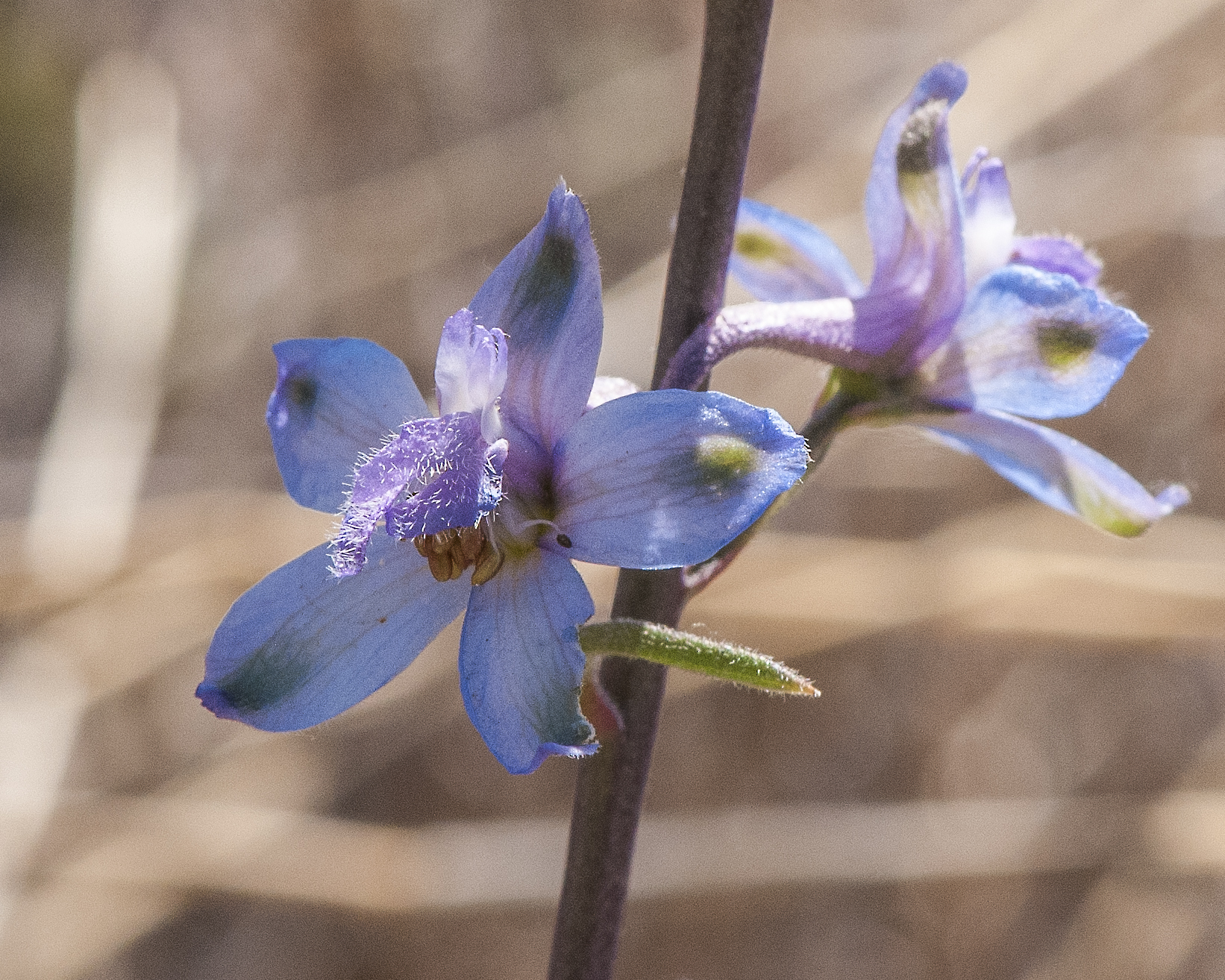 Tall Mountain Larkspur