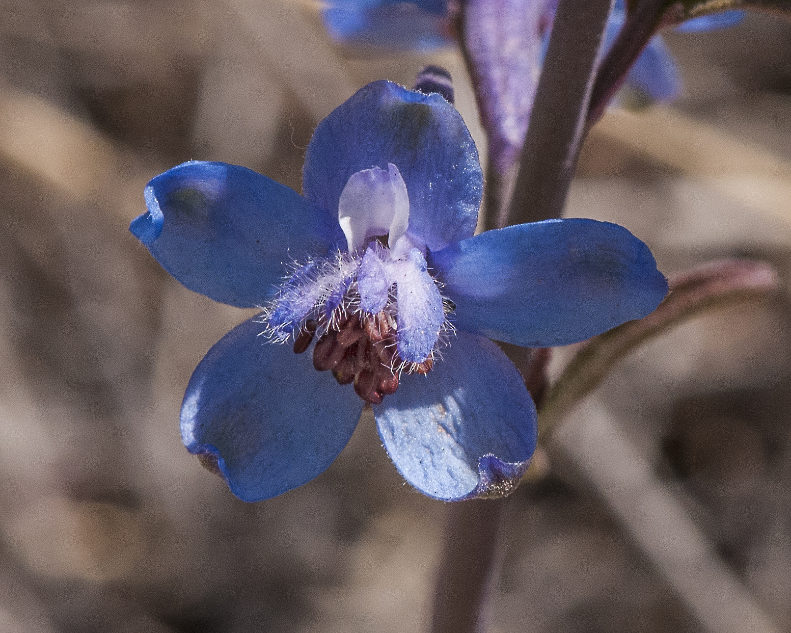 Tall Mountain Larkspur