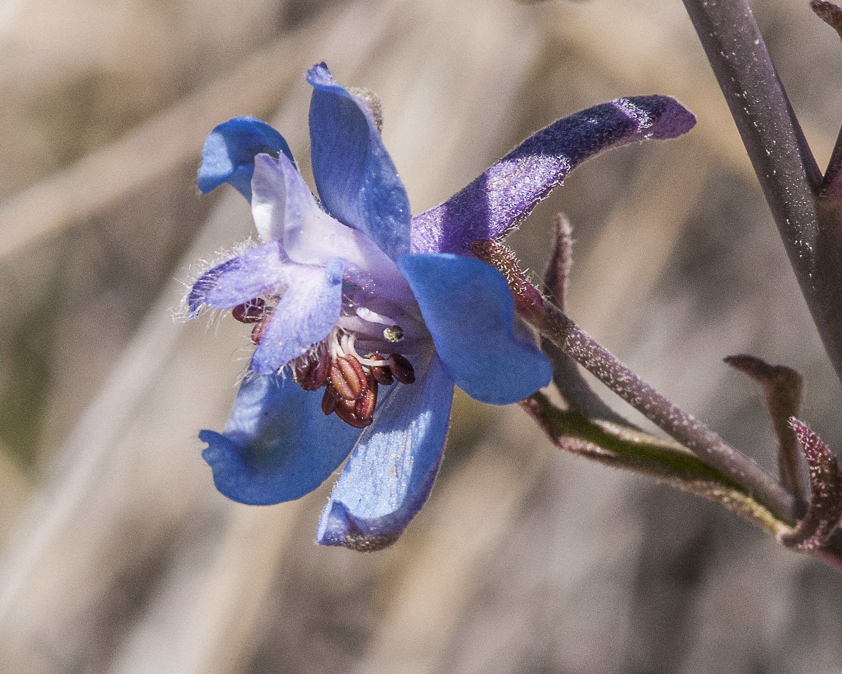 Tall Mountain Larkspur