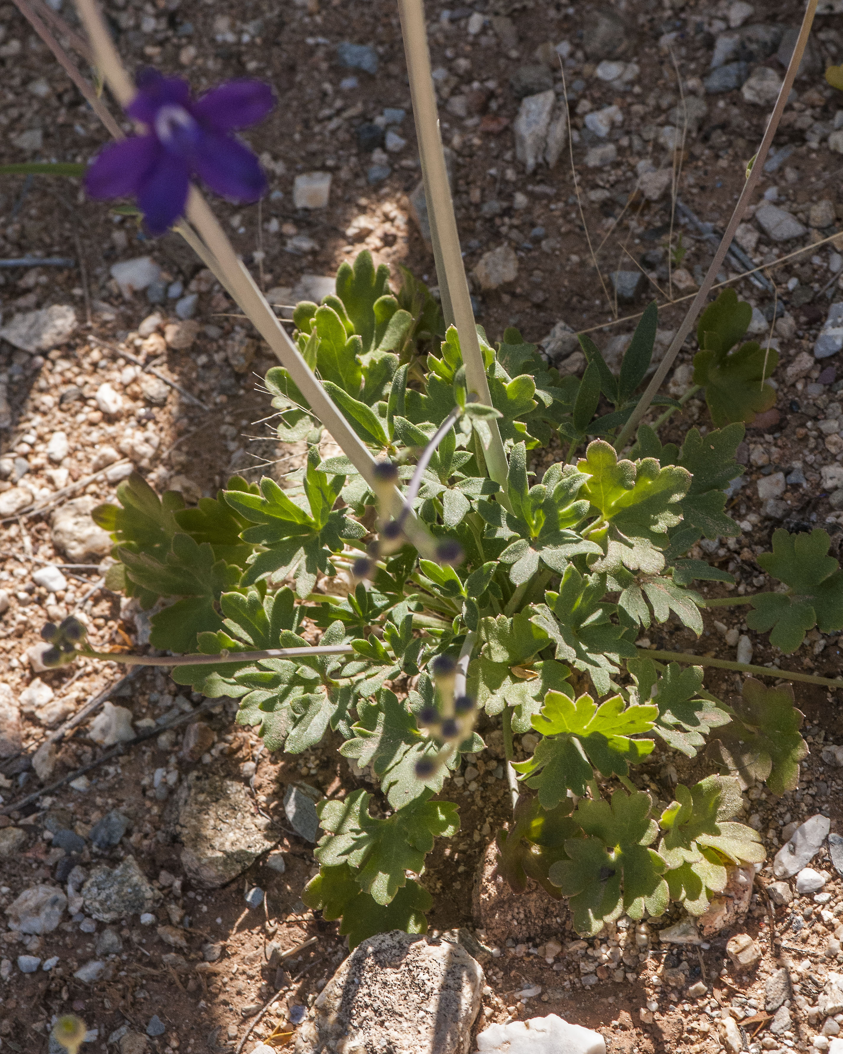 Tall Mountain Larkspur Leaves