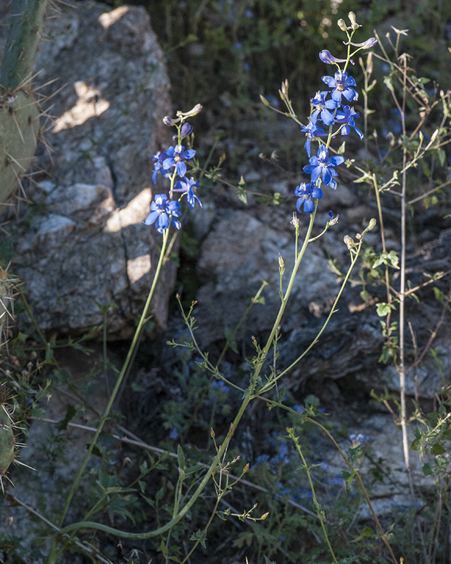 Tall Mountain Larkspur Plant