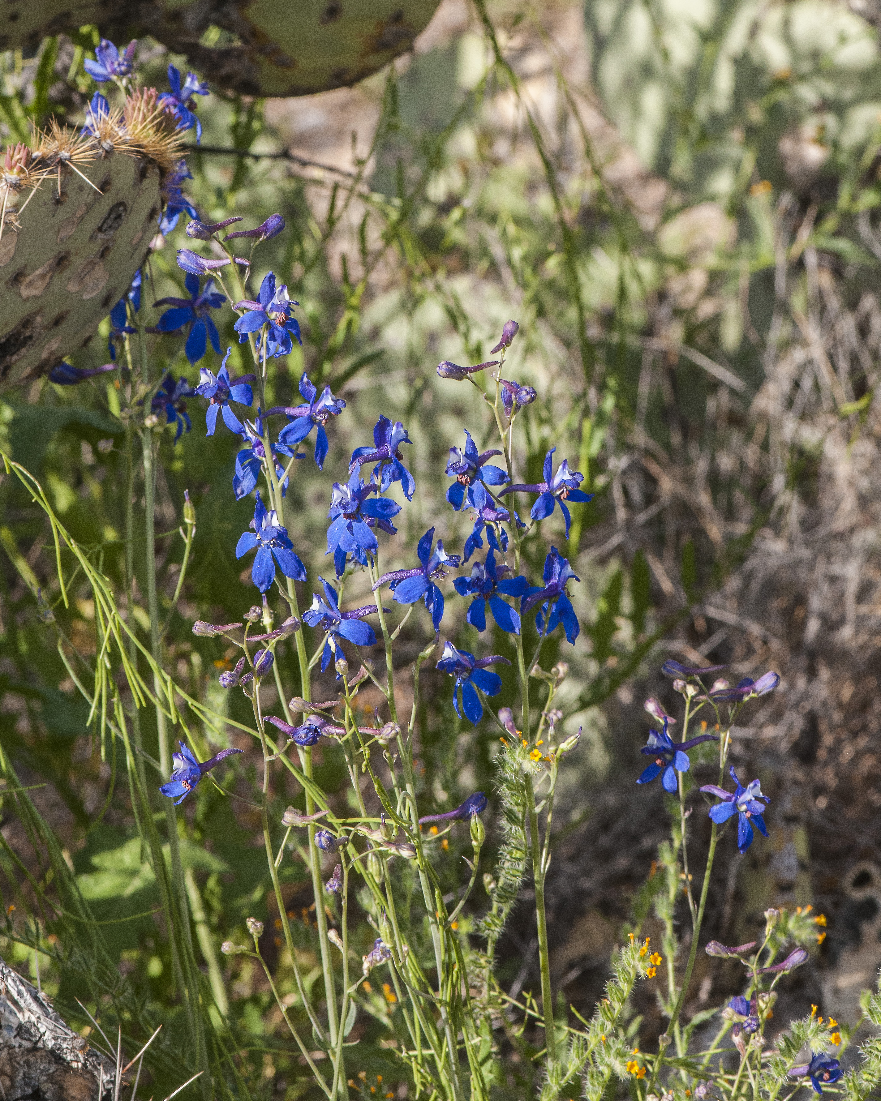 Tall Mountain Larkspur Plant