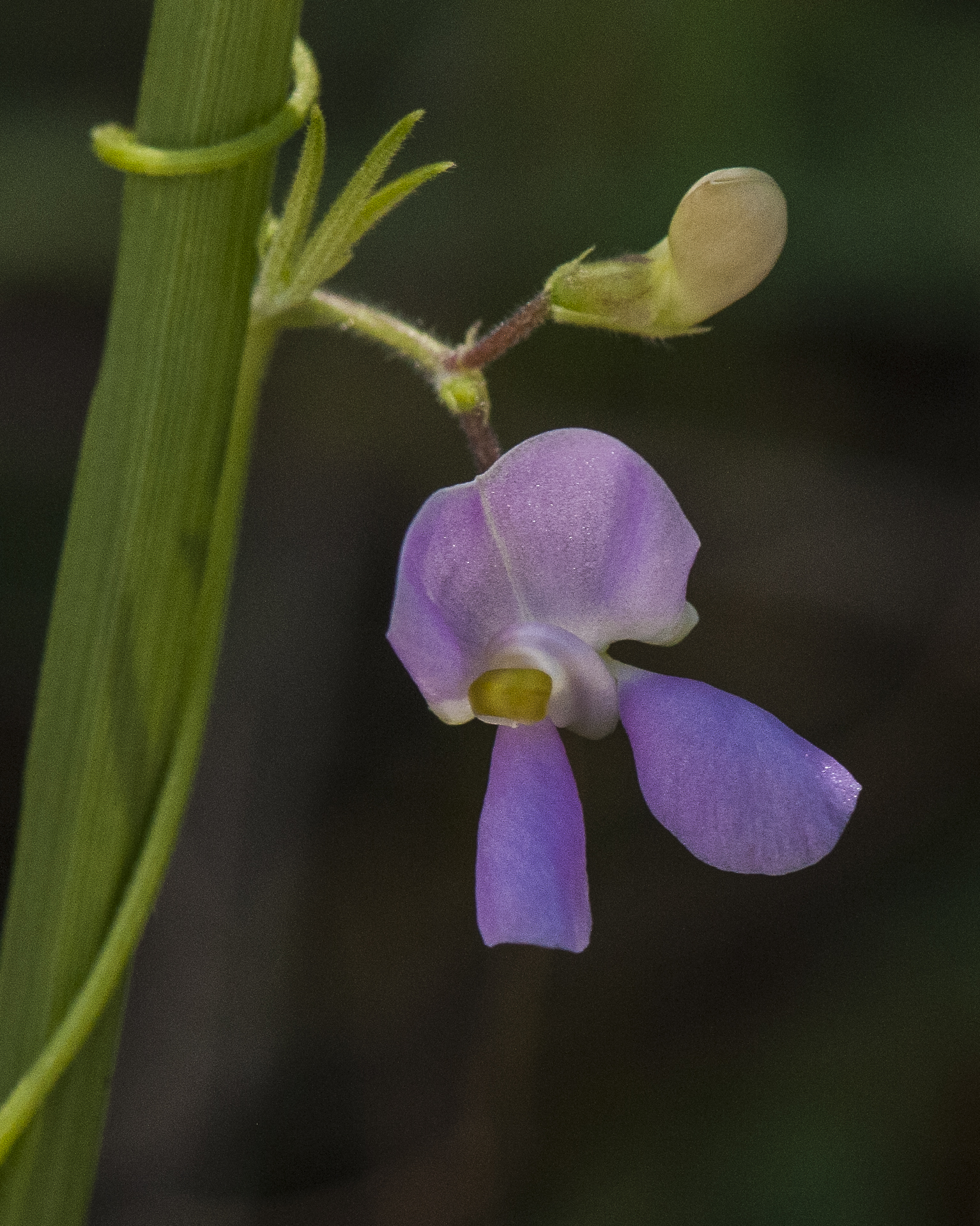 Tepary Bean Flower