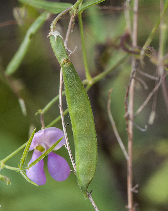 Tepary Bean Fruit