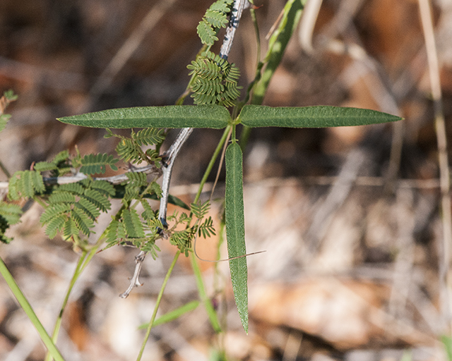 Tepary Bean Leaves