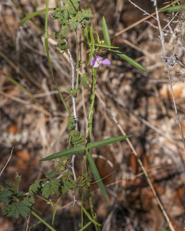 Tepary Bean Plant