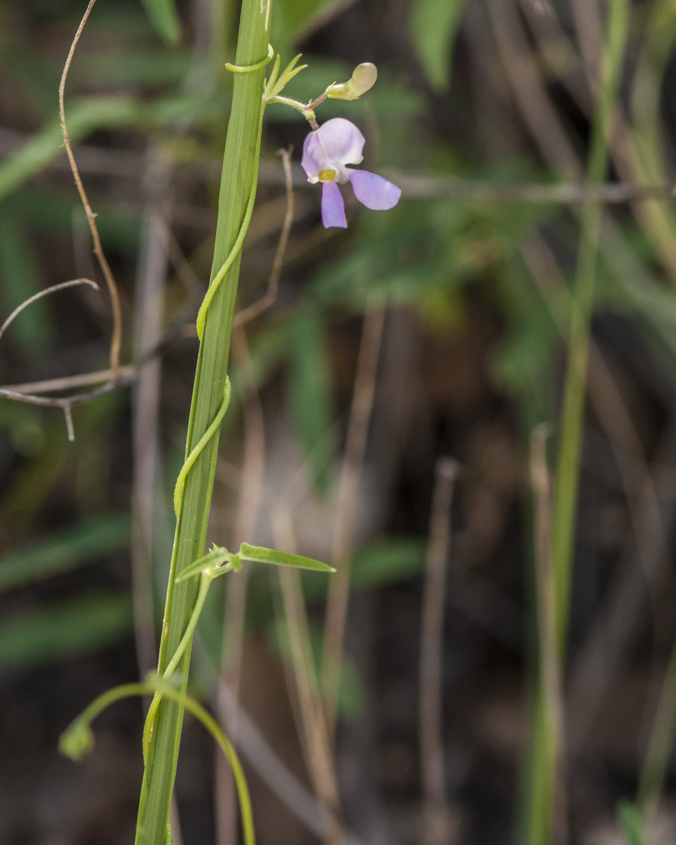 Tepary Bean Stem