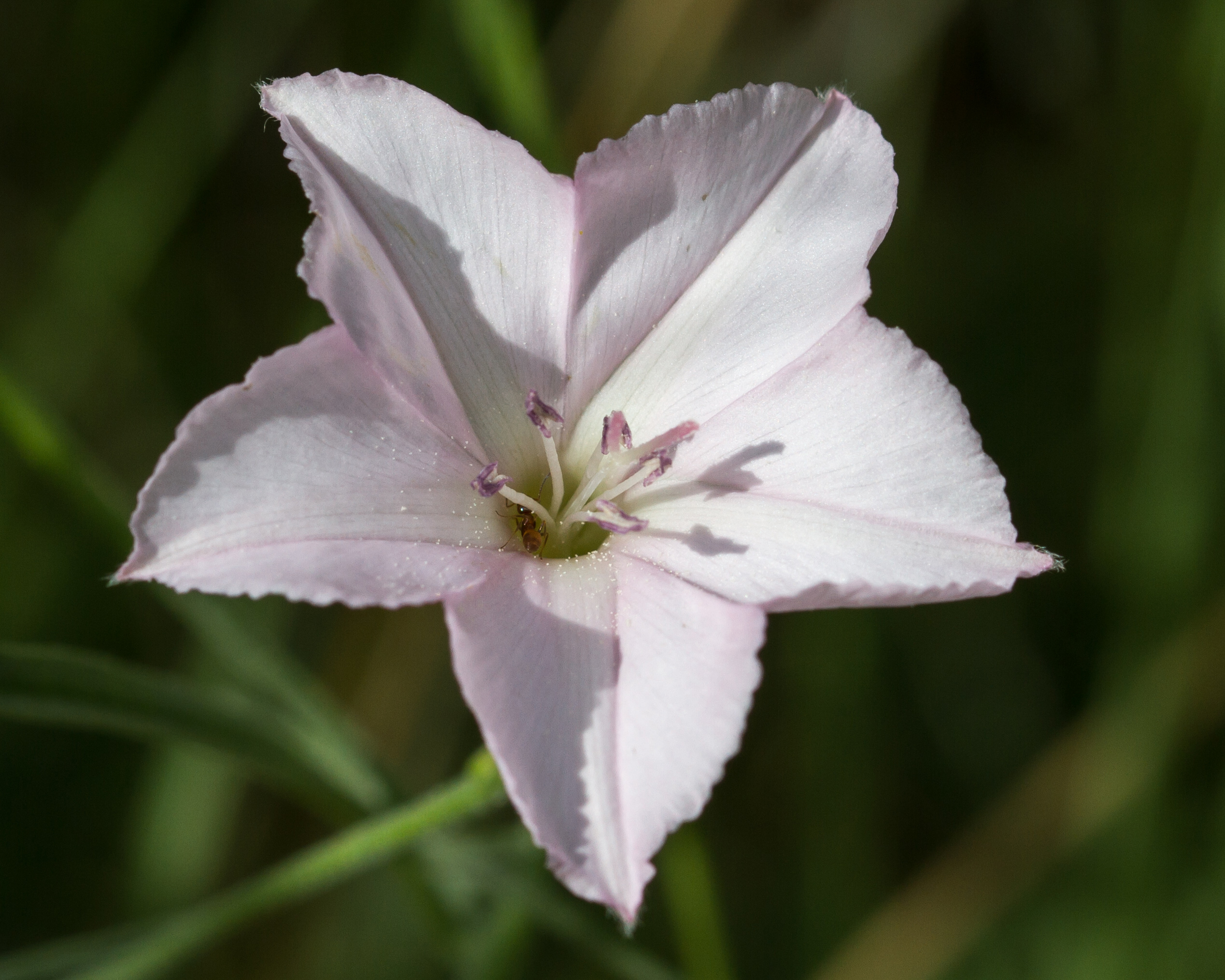 Texas Bindweed Flower