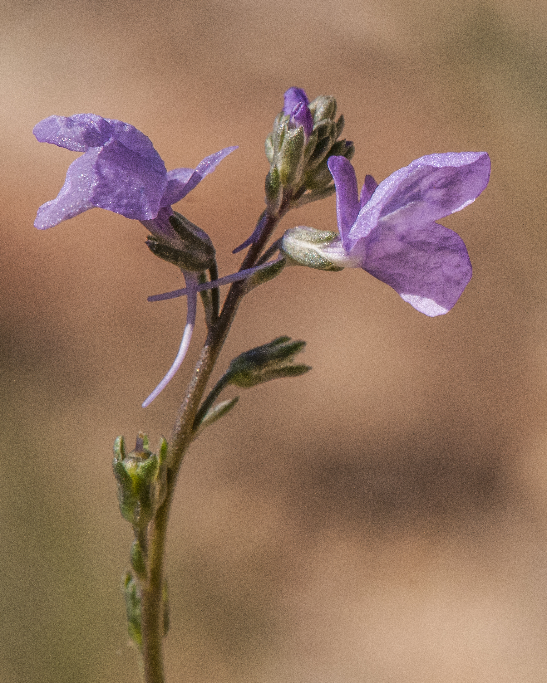 Texas Toadflax Flower