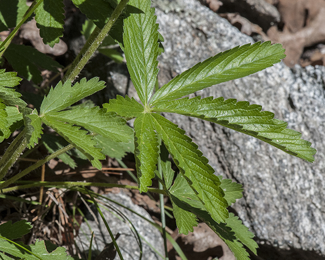 Thurber's Cinquefoil Leaves