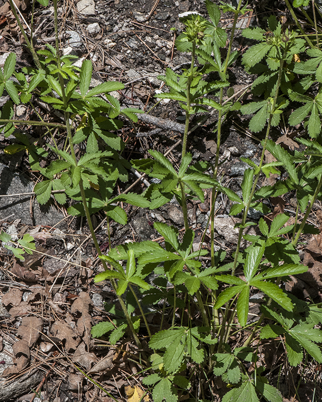 Thurber's Cinquefoil Plant