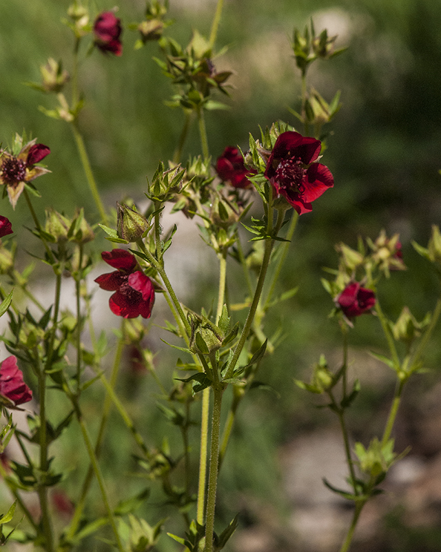 Thurber's Cinquefoil Stem