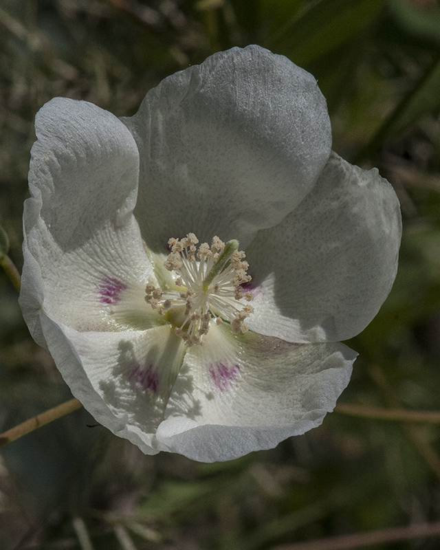 Thurber's Cotton Flower