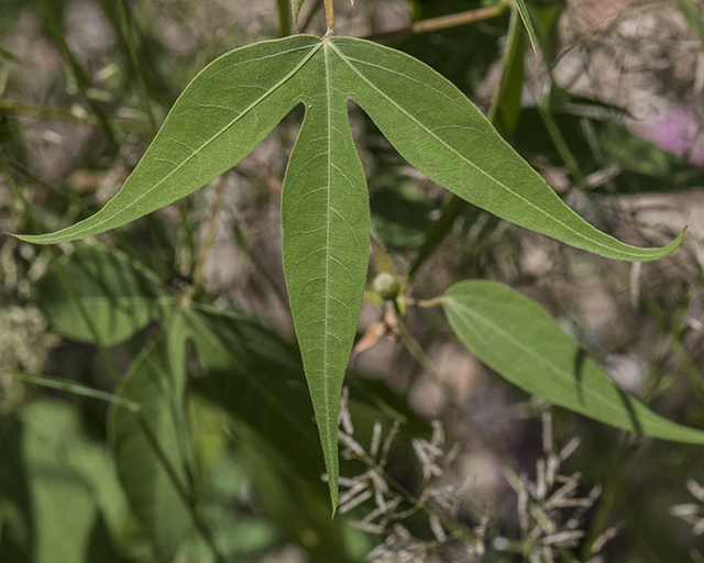 Thurber's Cotton Leaf