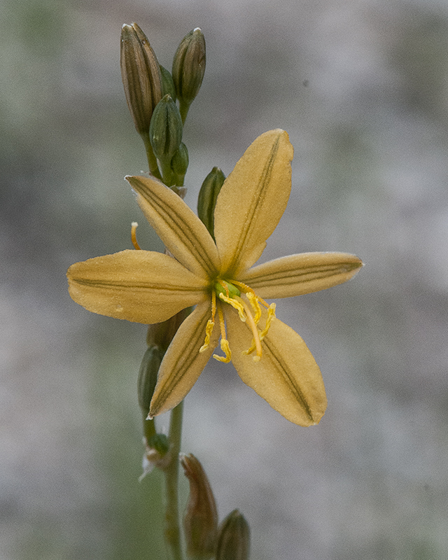 Torrey's Craglily Flower