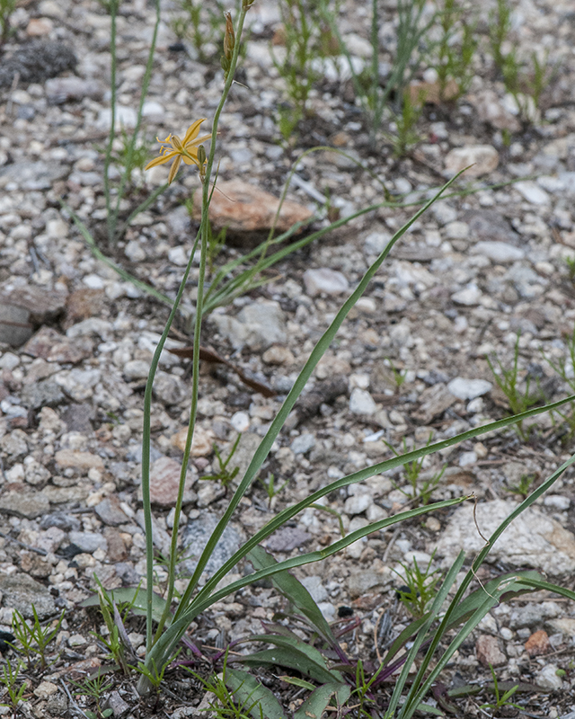 Torrey's Craglily Plant