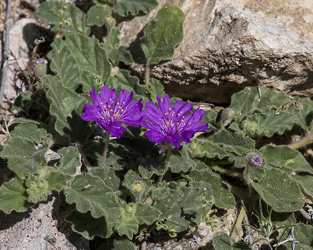 Trailing Windmills Plant