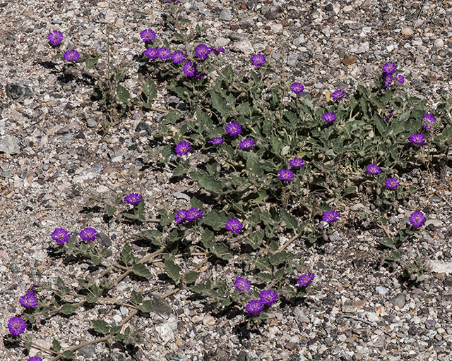 Trailing Windmills Plant