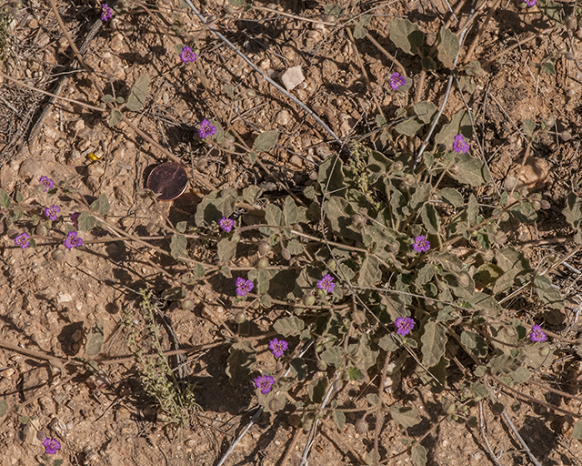 Trailing Windmills Plant