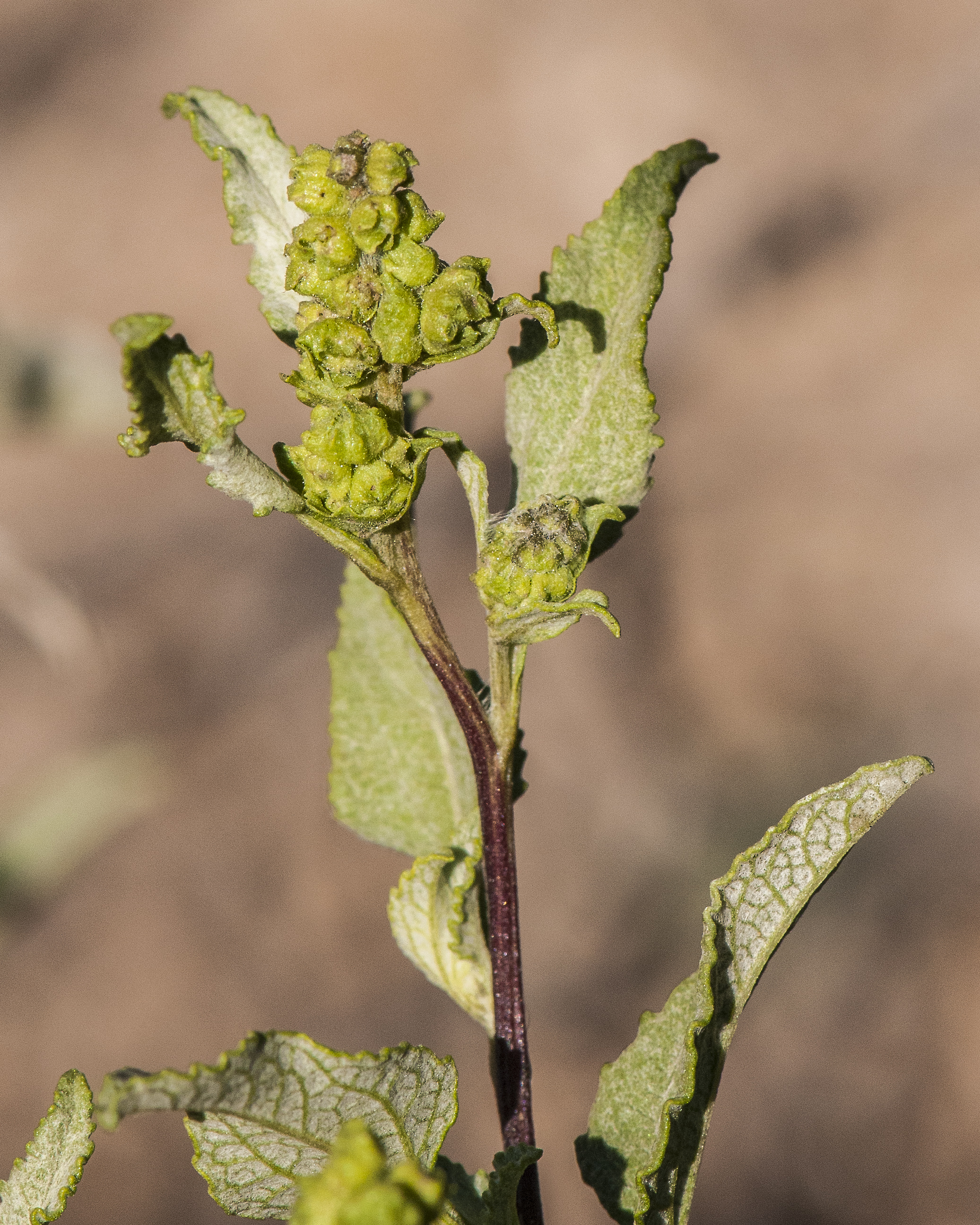 Triangleleaf Bursage