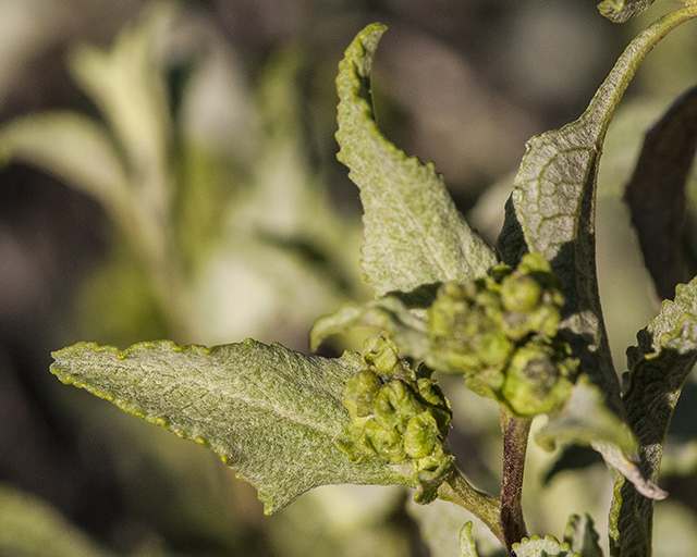 Triangleleaf Bursage Leaves