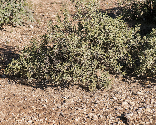 Triangleleaf Bursage Plant