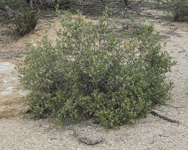 Triangleleaf Bursage Plant