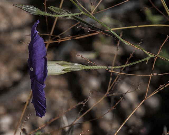 Tripleleaf Morning-glory Flower