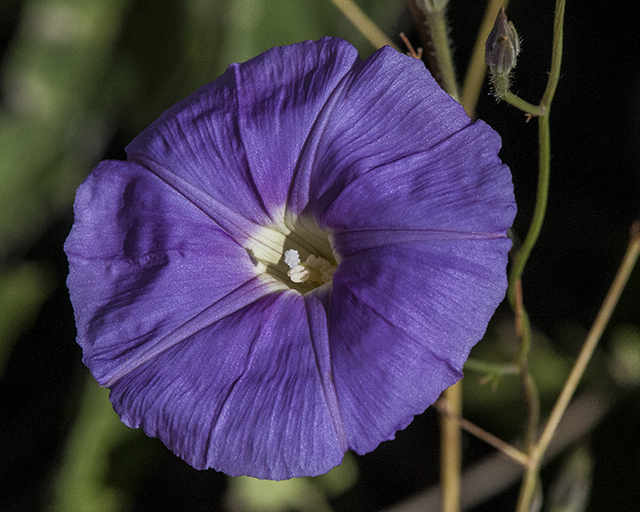 Tripleleaf Morning-glory Flower