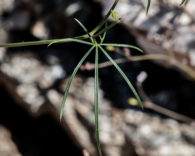 Tripleleaf Morning-glory Leaves