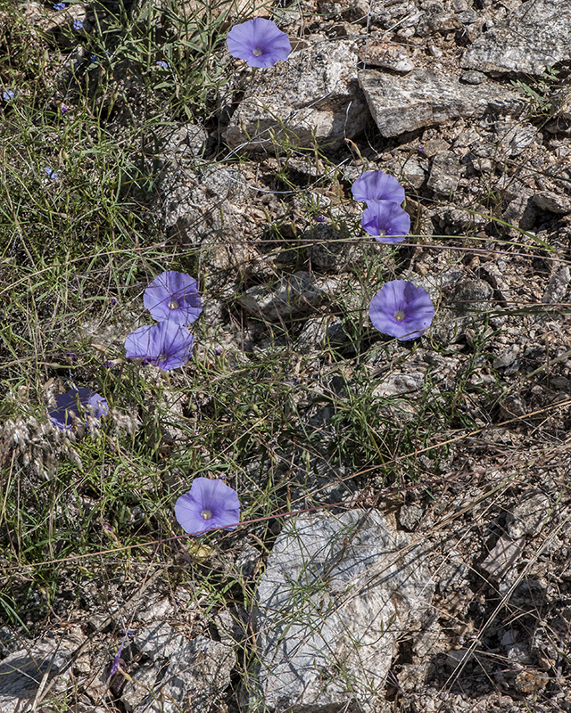 Tripleleaf Morning-glory Plant