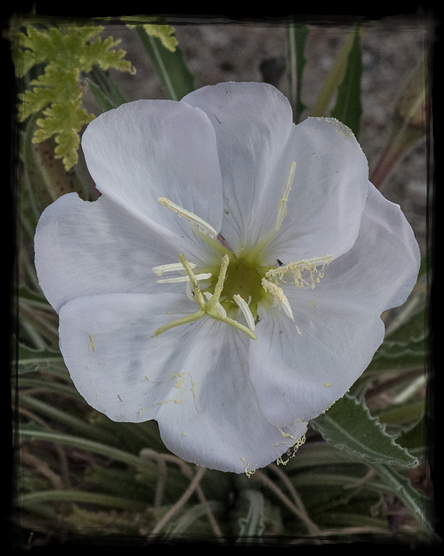 Tufted Evening Primrose Flower