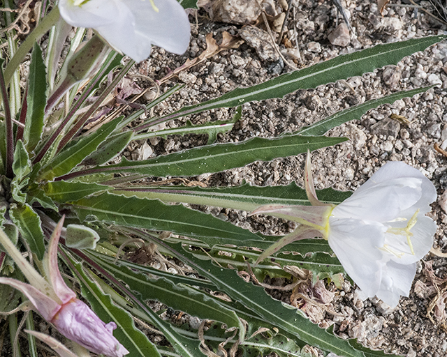 Tufted Evening Primrose Leaves