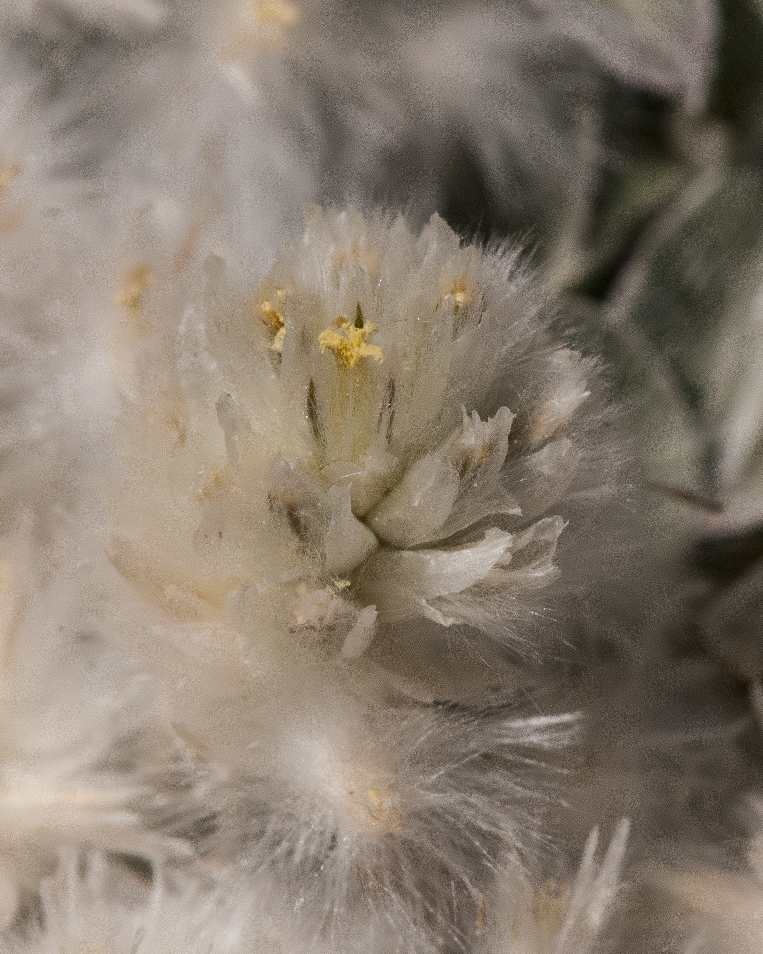 Tufted Globe Amaranth Flower