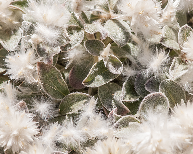 Tufted Globe Amaranth Leaves