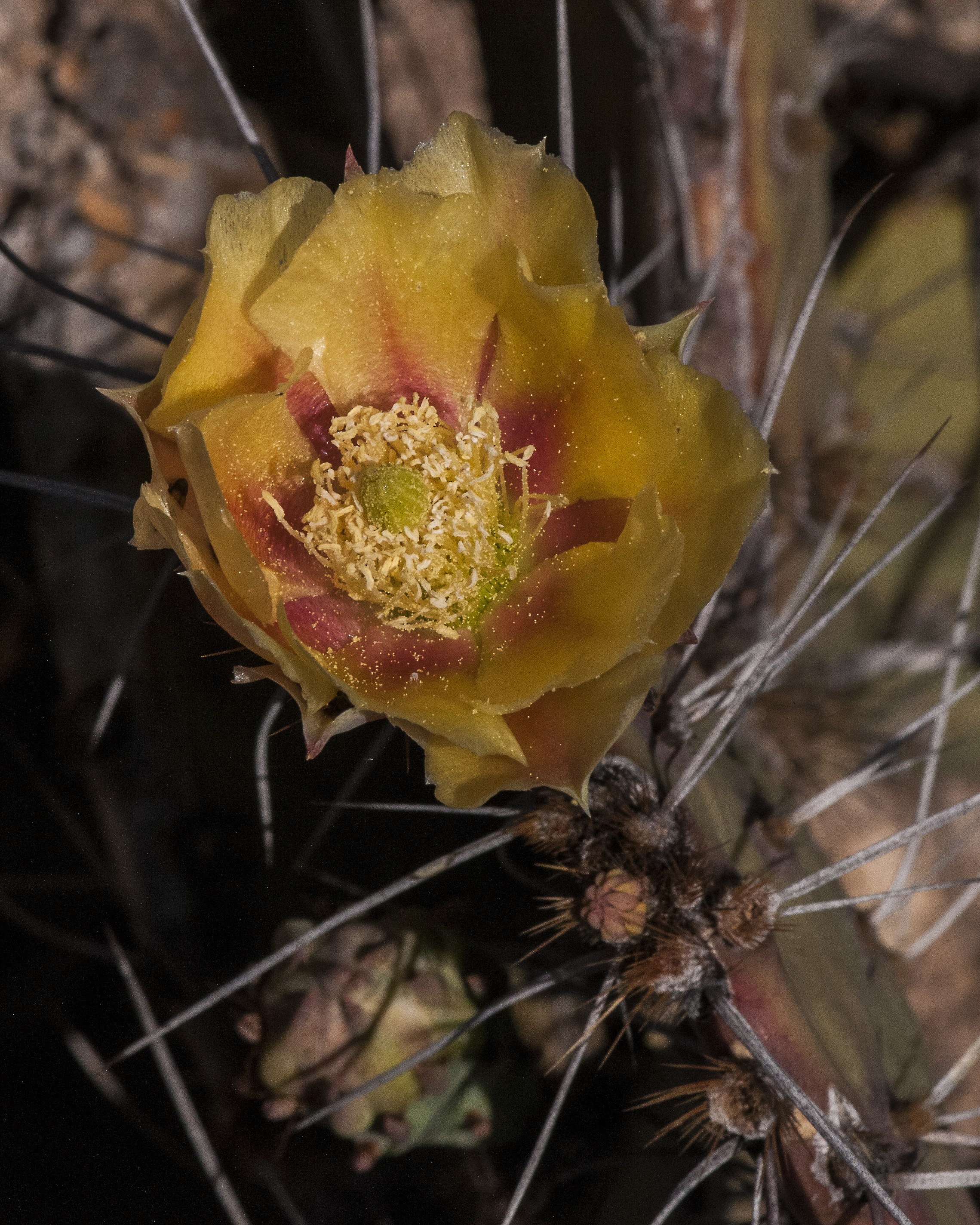 Tulip Pricklypear Flower