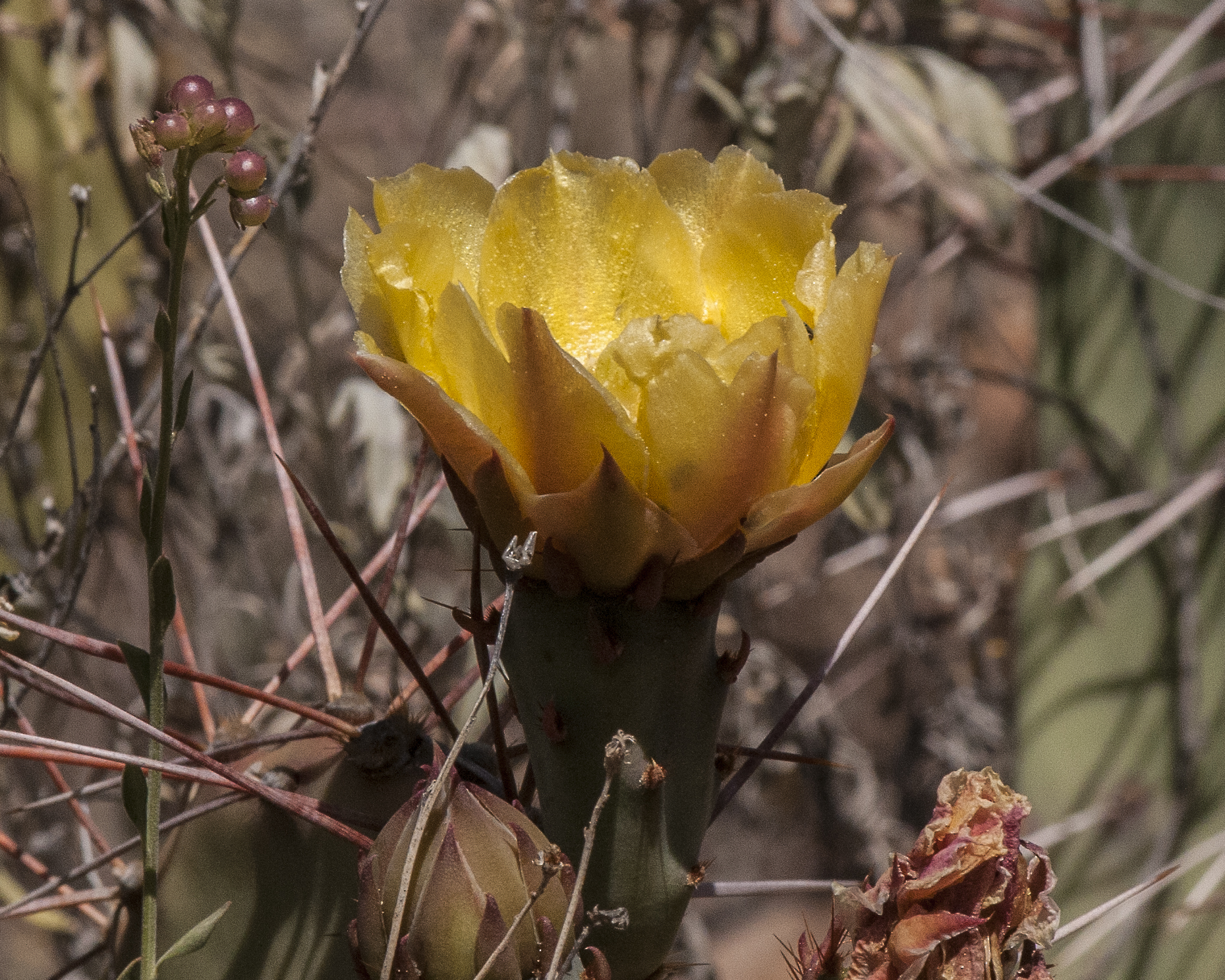 Tulip Pricklypear Flower