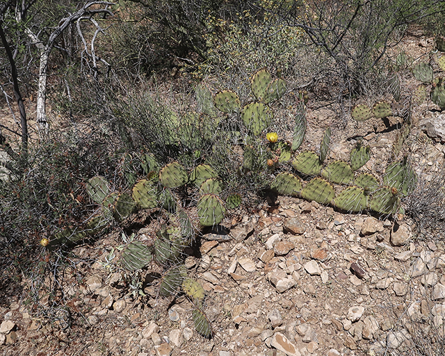 Tulip Pricklypear Plant