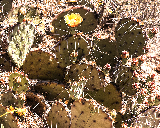 Tulip Pricklypear Stem